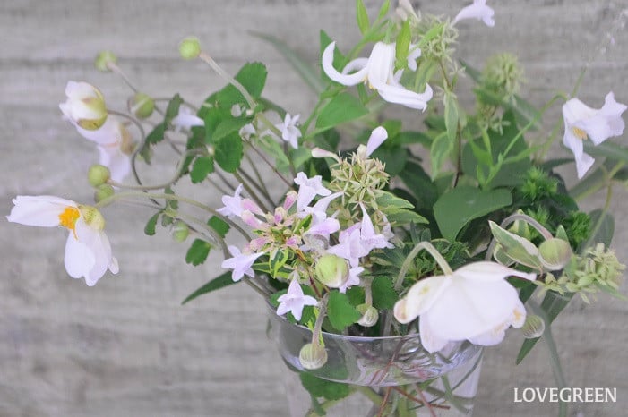 アベリア