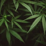 大麻と人の歴史を民俗学と植物視点で読み解く｜山下智道の世界の文化と植物紀行#13