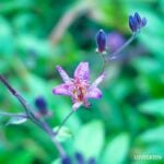 ホトトギス