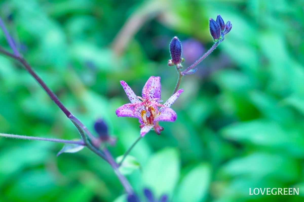秋の花、ホトトギス|育て方と風情を感じる花あしらい