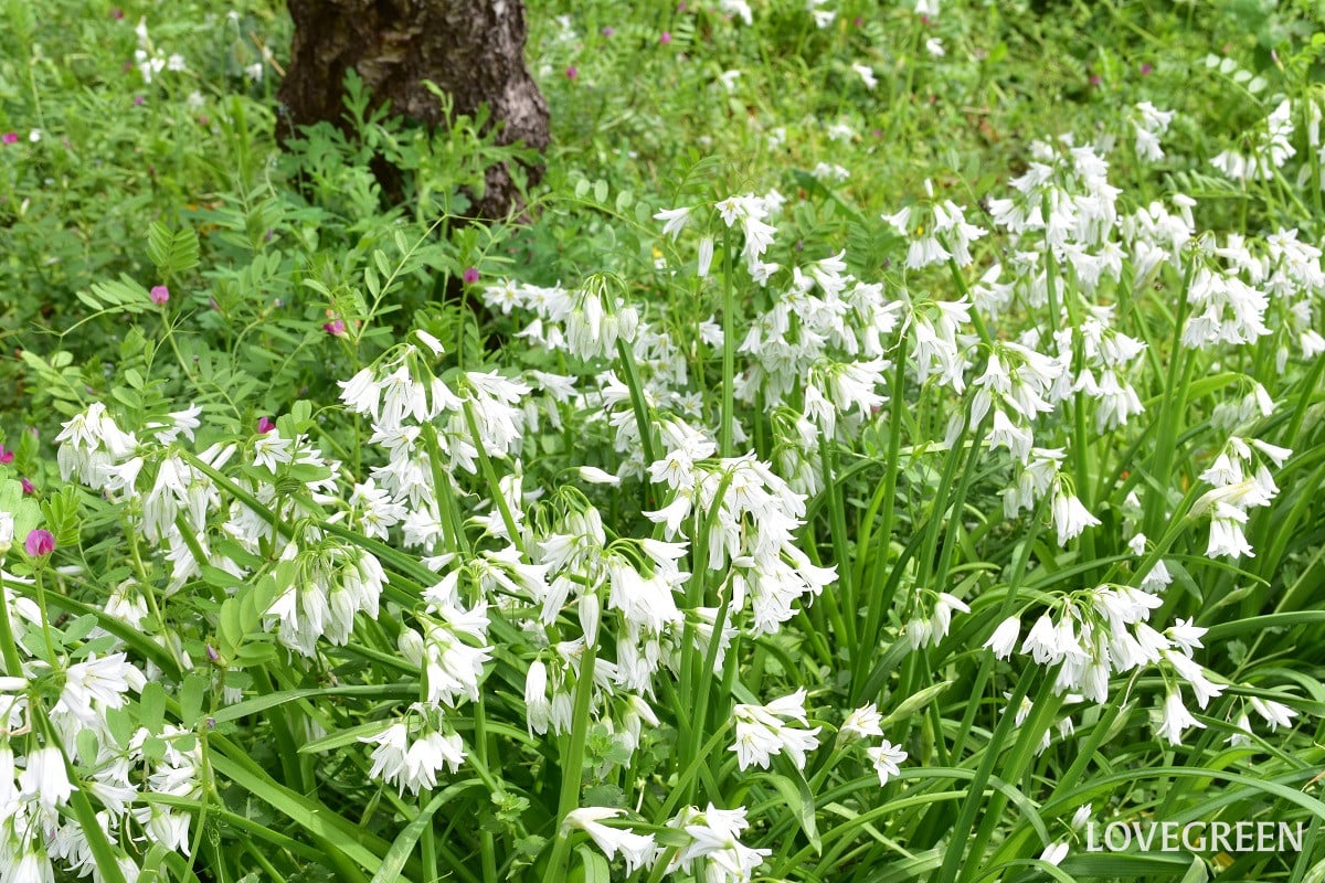 植えっぱなしでどんどん増える球根の花3選|秋植え球根