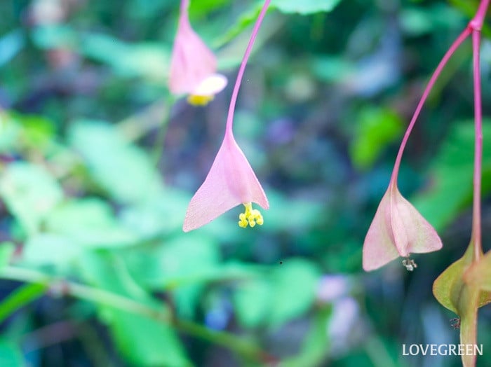 シュウカイドウの雌花