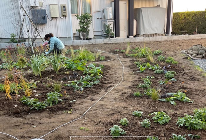 秋は宿根草と球根を植えましょう｜畑や かとうふぁーむの自然に育つ庭づくり