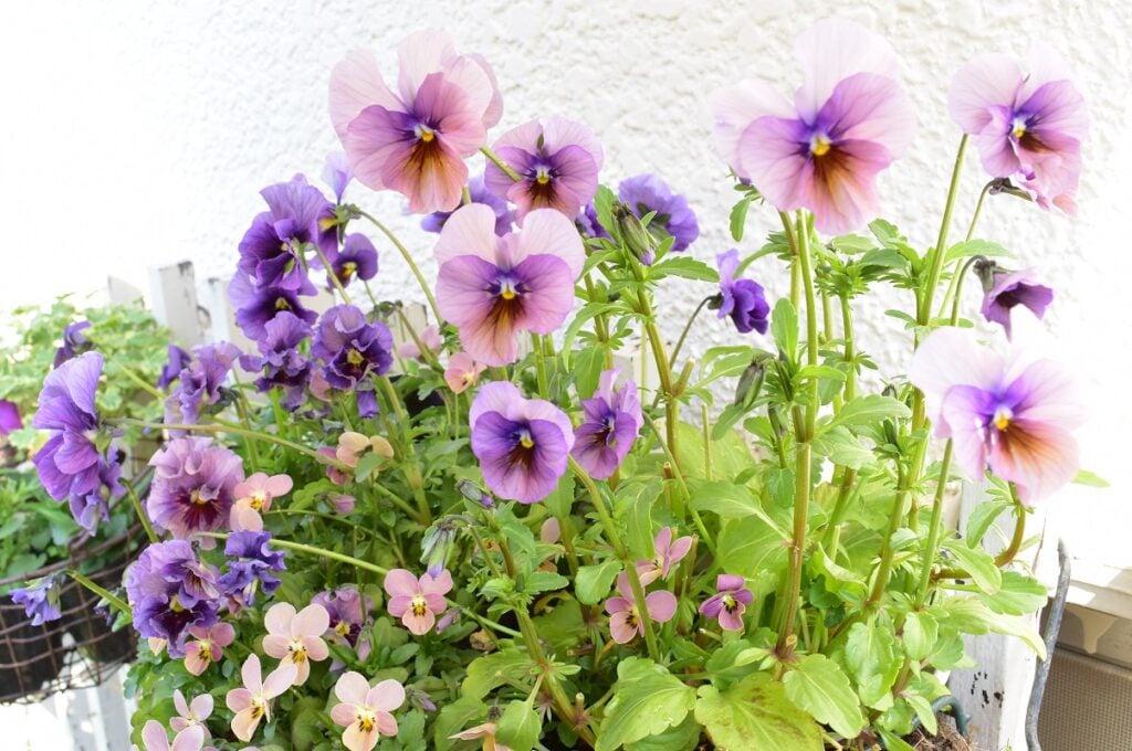 Garden Journal